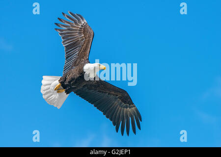 Adult bald eagle (Haliaeetus leucocephalus), temperate rainforest, coastal British Columbia, Canada Stock Photo