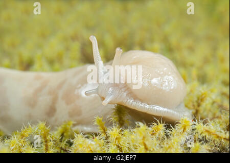 Banana slug (Ariolimax columbianus), temperate rainforest, coastal British Columbia, Canada. Stock Photo