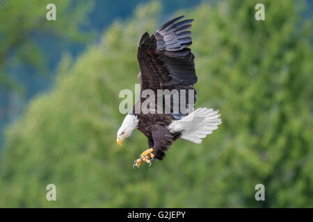 Adult bald eagle (Haliaeetus leucocephalus) landing, temperate rainforest, coastal British Columbia, Canada Stock Photo