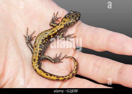 Long-toed salamander (Ambystoma macrodactylum), southern Okanagan Valley, Oliver, British Columbia, Canada Stock Photo