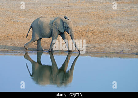 African elephant (Loxodonta africana) family coming to a waterhole to drink, Etosha National Park, Namibia, southern Africa Stock Photo