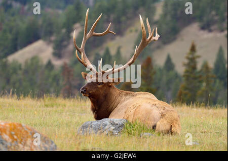 A large bull elk  Cervus elaphus, laying down in a grassey meadow in Jasper National Park, Alberta, Canada Stock Photo