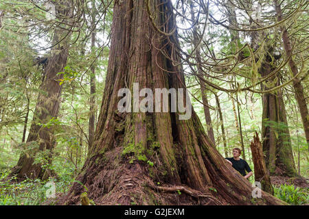 A hiker stands among old-growth western redcedar trees Thuja plicata West Coast Trail Pacific Rim National Park Reserve Stock Photo