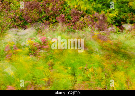 Wildflowers blowing in wind (abstract), nr Ariss, Ontario, Canada Stock Photo