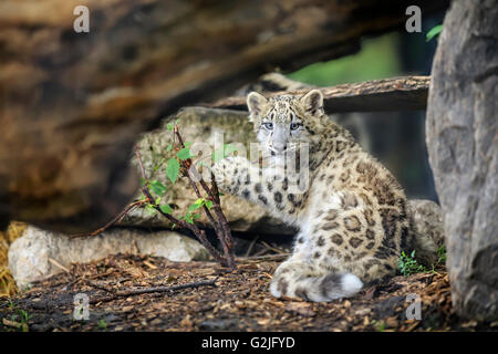 Snow Leopard cub, Panthera uncia, Assiniboine Park Zoo, Winnipeg, Manitoba, Canada. Stock Photo