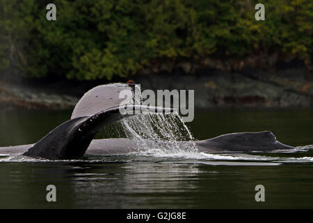 Two Humpack Whales (Megaptera novaengliae) traveling along British Columbia coastline Great Bear Rainforest British Columbia Stock Photo