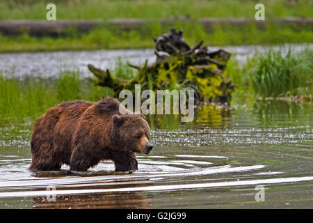 Coastal Grizzly bear searching for food at low tide on the British Columbia, Mainland, Canada