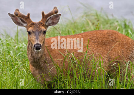 Portrait of a coastal male Sitka black-tailed deer (Odocoileus hemionus sitkensis) along British Columbia Mainland coast Canada Stock Photo
