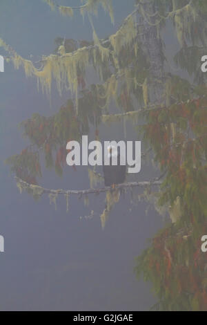 Bald eagle (Haliaeetus leucocephalus) sitting on a branch on a foggy day in the Great Bear Rainforest, British Columbia, Canada Stock Photo