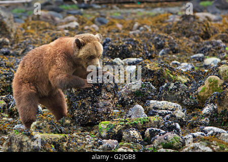 Female coastal Grizzly bear searching for food at low tide turning rocks looking for crabs on British Columbia Mainland Canada