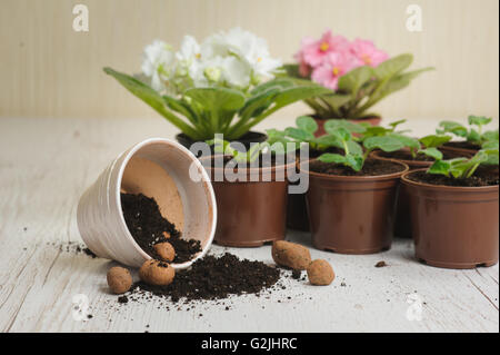 Table with flower pots, potting soil and plants. Several blooming violets in flower pots in the background. Stock Photo