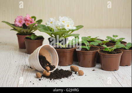 Table with flower pots, potting soil and plants. Several blooming violets in flower pots in the background. Stock Photo
