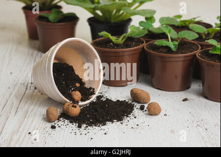 Table with flower pots, potting soil and plants. Several blooming violets in flower pots in the background. Stock Photo