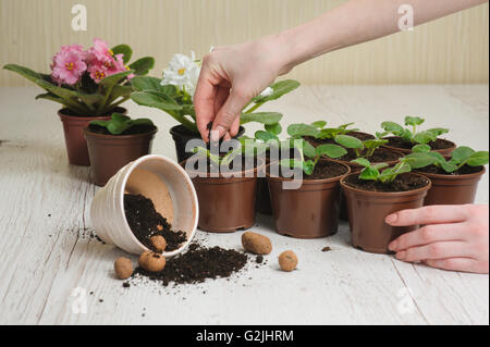 Table with flower pots, potting soil and plants. Woman's hand planting home plants indoors. Hand throws the soil in pot. Several Stock Photo