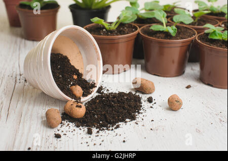Table with flower pots, potting soil and plants. Several blooming violets in flower pots in the background. Planting houseplants Stock Photo