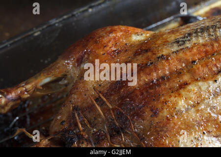 Crispy roasted Barbery Duck in in roasting pan ready for serving Stock Photo