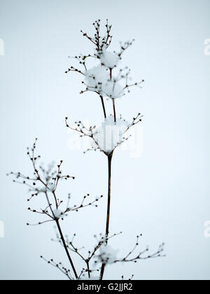 Close Up Detail shot of a fragile twig covered with ice and snow on a cold winter day Stock Photo