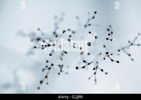 Close Up Detail shot of a fragile twig covered with ice and snow on a cold winter day Stock Photo