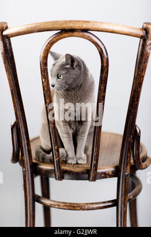 Studio Portrait of a elegant and beautiful purebred Russian Blue Cat on antique wooden Chair Stock Photo