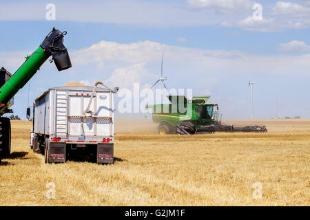 A John Deere combine harvests wheat while grain is being loaded from a grain cart onto a semi truck in Oklahoma, USA.