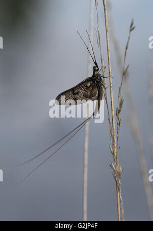 Mayfly (order Ephemeroptera) close-up in Surrey, England Stock Photo