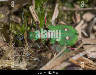 Green tiger beetle (Cicindela campestris) eating insect prey, UK