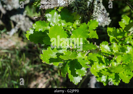 FORET DE STE BAUME, CHENE PUBESCENT, VAR 83 FRANCE Stock Photo
