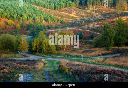 Paths across the Heath with trees in all their autumn glory with ...