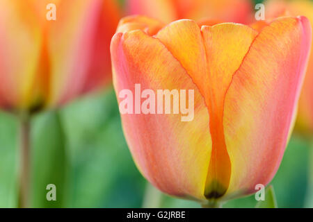 Tulipa  'Apeldoorn's Elite'  Tulip  Darwin Hybrid Group  April Stock Photo