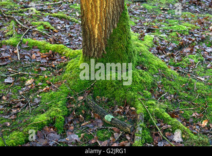 Tree with moss covered base and roots in Ancient Oak forest in winter at Brocton on Cannock Chase AONB Area of Outstanding Natur Stock Photo