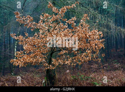 Autumn golden brown leaves lasting through in winter on young Oak tree on Cannock Chase AONB Area of Outstanding Natural Beauty Stock Photo