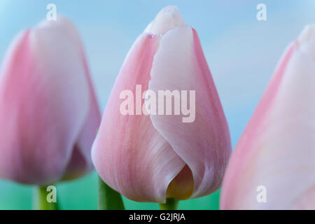 Tulipa  'Ollioules'  AGM  Tulip  Darwin Hybrid Group  April Stock Photo