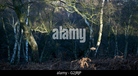 Early morning light filters through the trees in Ancient Oak woodland a former medieval royal hunting forest Stock Photo