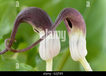 Arisarum proboscideum  Mouse plant  Spathes and leaves  April Stock Photo