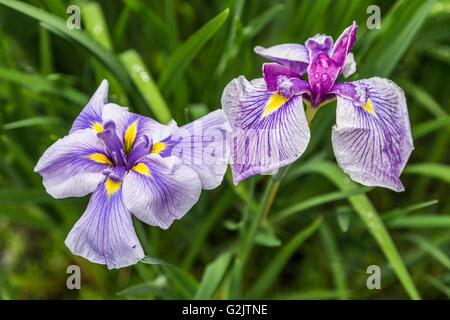 japanese-iris-usually-refers-