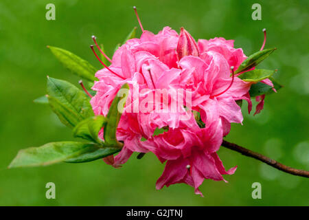 Pink Rhododendron, pink blossoms, close up flower Stock Photo