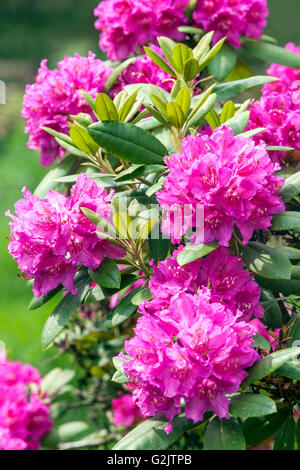 Pink Rhododendron 'Darius', flowering Stock Photo