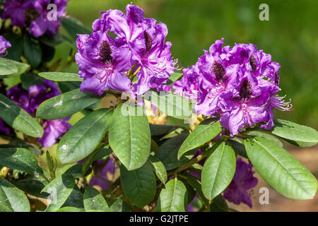 Lilac flowering rhododendron bush Stock Photo - Alamy