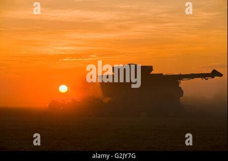 a combine harvester works in field of yellow field peas near Winnipeg,  Manitoba, Canada Stock Photo