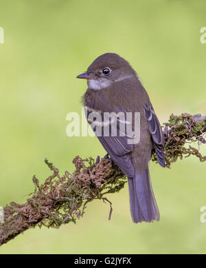 The least flycatcher (Empidonax minimus) (also called chebec or chebecker after sound it makes) a small insect-eating bird. Stock Photo