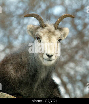 The mountain goat (Oreamnos americanus) also known as the Rocky Mountain goat is a large hoofed mammal endemic to North America. Stock Photo