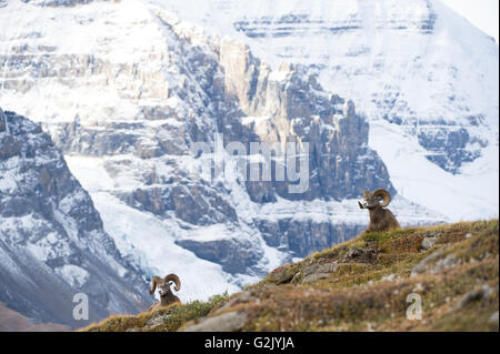 Male, Ram, Bighorn Sheep, Ovis canadensis, Rocky Mountains, Alberta, Canada Stock Photo