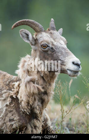 Ewe, Female, Bighorn Sheep, Ovis canadensis, Rocky Mountains, Alberta, Canada Stock Photo