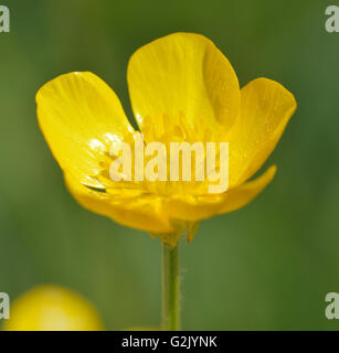 Bulbous Buttercup - Ranunculus bulbosus Common Meadow Flower Stock Photo
