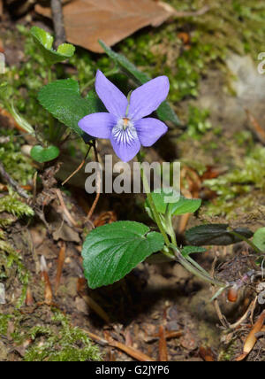 Common Dog-violet - Viola riviniana Flower and Leaves Stock Photo