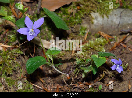 Common Dog-violet - Viola riviniana Flowers and Leaves Stock Photo