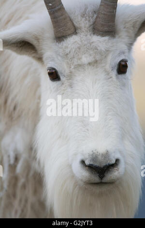 Oreamnos americanus, Mountain Goat, Rocky Mountains, Alberta Stock Photo