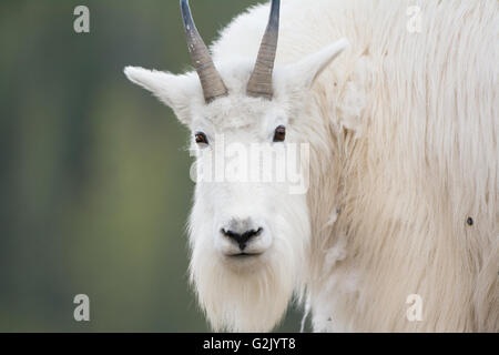 Oreamnos americanus, Mountain Goat, Rocky Mountains, Alberta Stock Photo