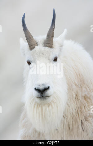 Oreamnos americanus, Mountain Goat, Rocky Mountains, Alberta Stock Photo