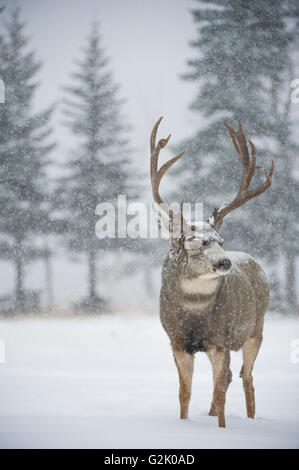 Odocoileus hemionus, mule deer, buck, male, Alberta, Canada Stock Photo